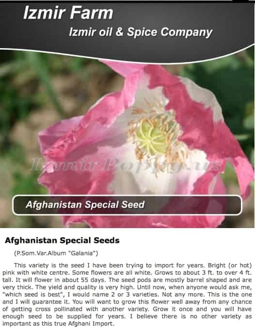 Izmir Afghan P. Somniferum GMO Album *Galania* Poppy SUPER Seeds