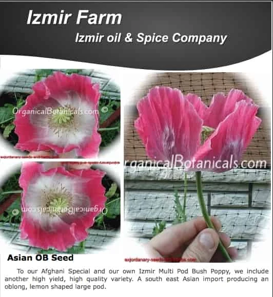 ‘Izmir Asian OB’ Papaver Somniferum Poppy Seeds ~ Izmir Farms ~