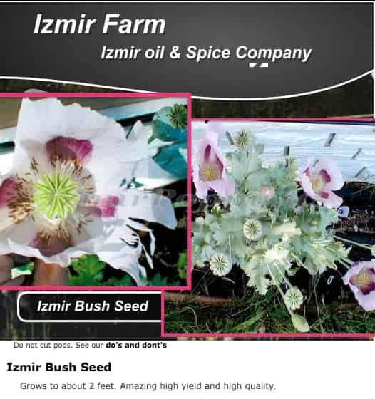 ‘Izmir Bush’ Papaver Somniferum Poppy Seeds – Izmir Farms