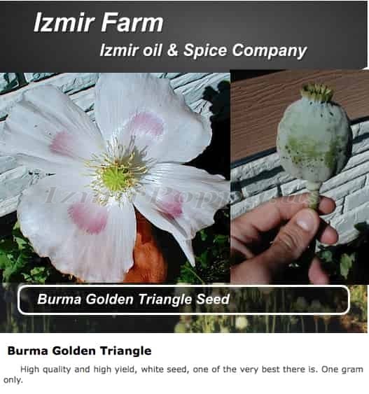 Izmir ‘Burma Golden Triangle’ Papaver Somniferum Poppy Seeds