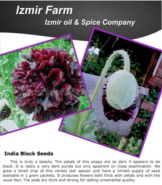Izmir India Black PAPAVER SOMNIFERUM POPPY SEEDS