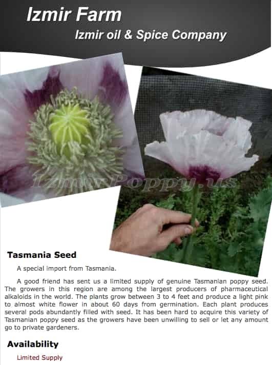 500 Izmir Tasmanian PAPAVER SOMNIFERUM POPPY SEEDS